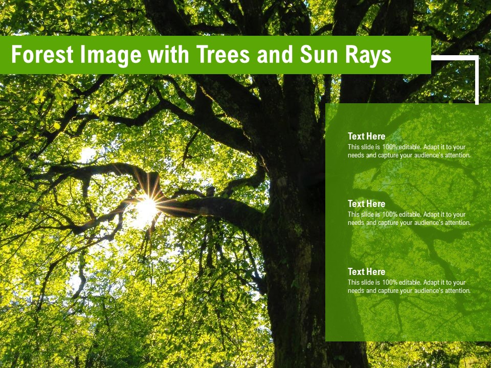 Forest Image With Trees And Sun Rays Ppt Pictures Graphics PDF