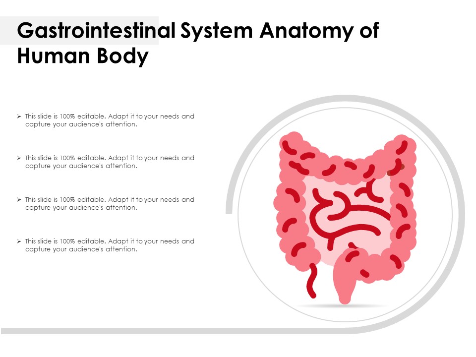 Gastrointestinal System Anatomy Of Human Body Ppt PowerPoint Presentation Icon Infographics PDF