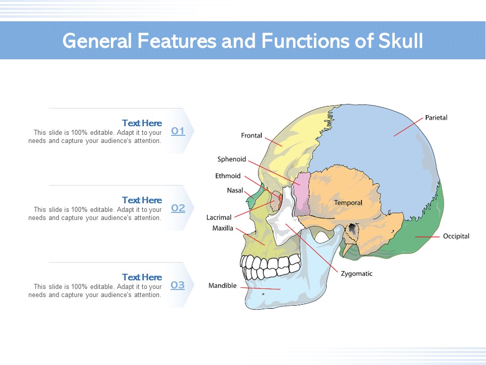 General Features And Functions Of Skull Ppt PowerPoint Presentation Gallery Visual Aids PDF