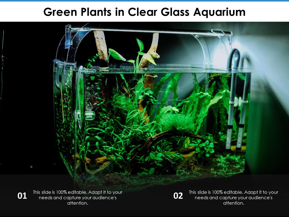 Green Plants In Clear Glass Aquarium Ppt PowerPoint Presentation Gallery Skills PDF