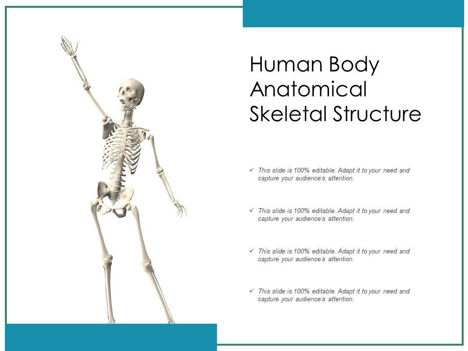 Human Body Anatomical Skeletal Structure Ppt PowerPoint Presentation File Backgrounds PDF