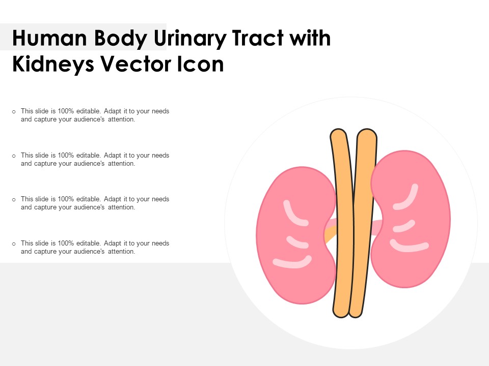 Human Body Urinary Tract With Kidneys Vector Icon Ppt PowerPoint Presentation Icon Model PDF