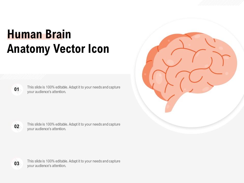 Human Brain Anatomy Vector Icon Ppt PowerPoint Presentation File Samples