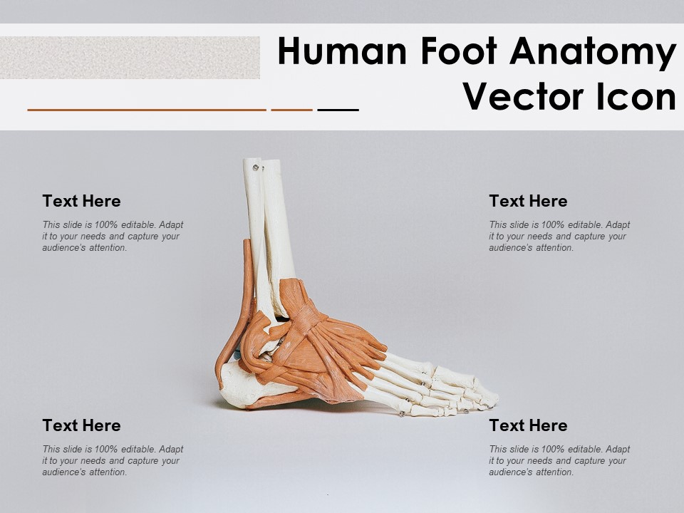 Human Foot Anatomy Vector Icon Ppt PowerPoint Presentation Outline Graphics Example PDF