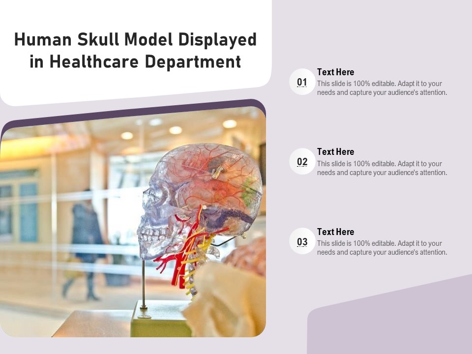 Human Skull Model Displayed In Healthcare Department Ppt PowerPoint Presentation Icon PDF