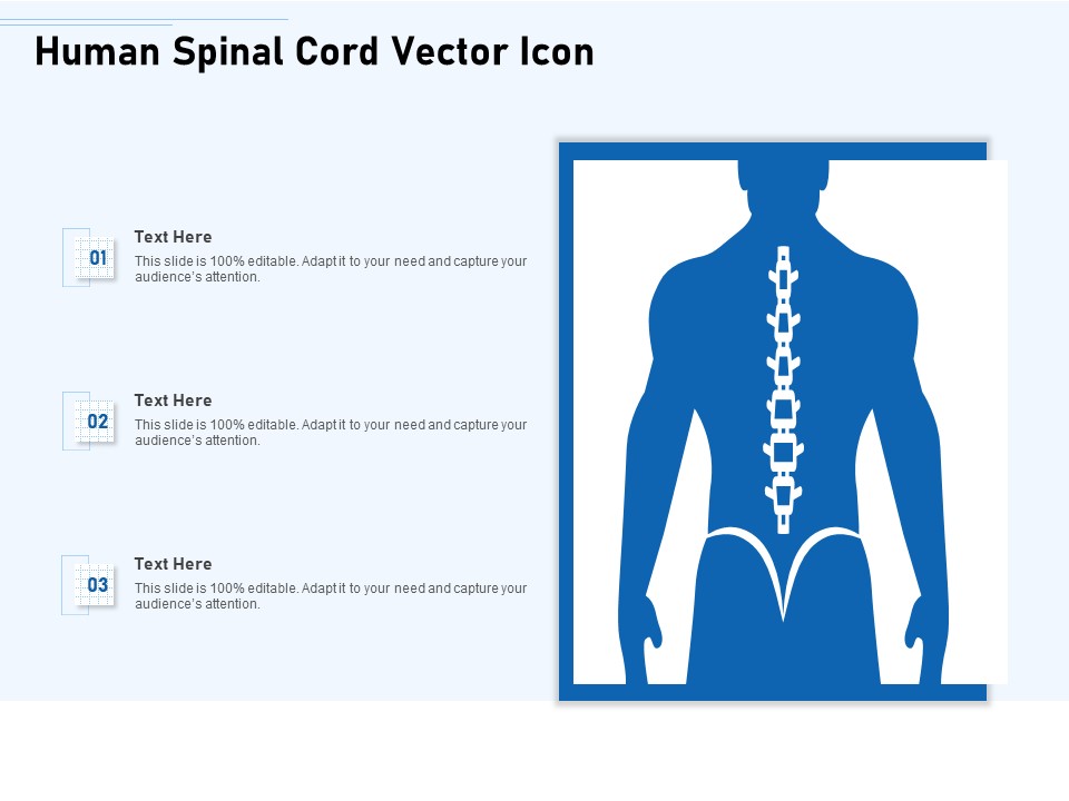 Human Spinal Cord Vector Icon Ppt PowerPoint Presentation Gallery Gridlines PDF