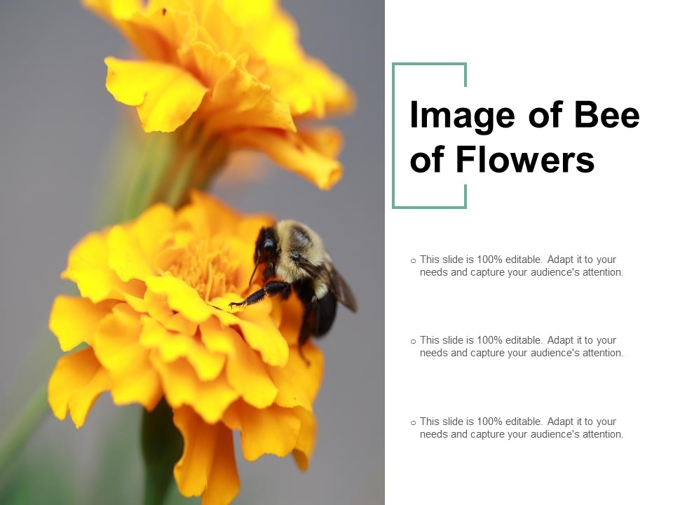 Image Of Bee Of Flowers Ppt PowerPoint Presentation Outline Visuals