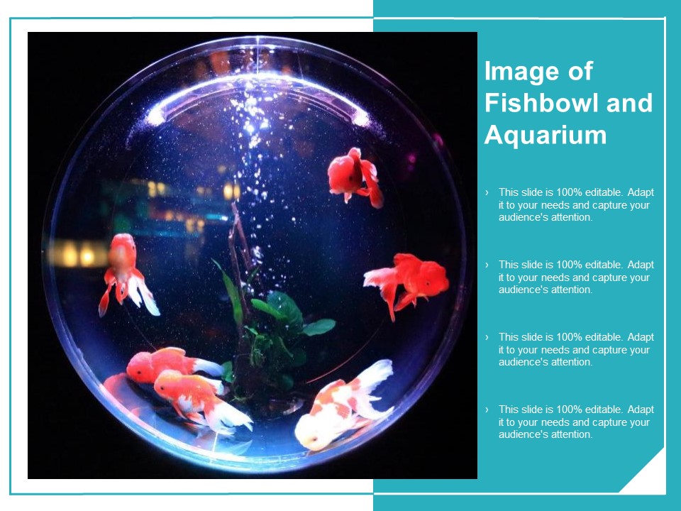Image Of Fishbowl And Aquarium Ppt Powerpoint Presentation Infographics Design Inspiration
