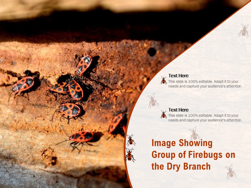 Image Showing Group Of Firebugs On The Dry Branch Ppt PowerPoint Presentation Slides Designs Download PDF