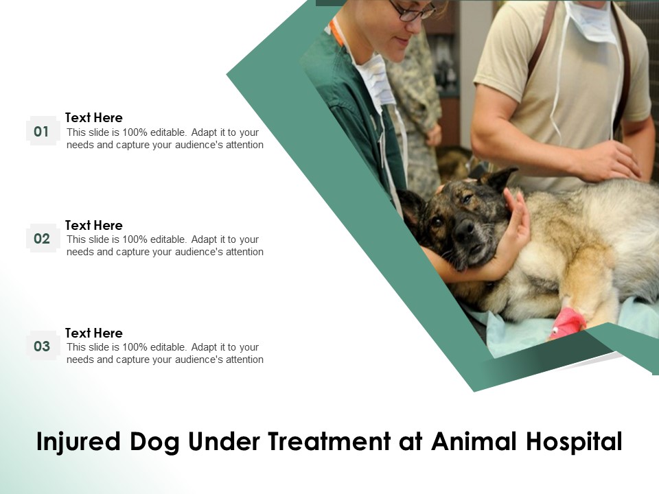 Injured Dog Under Treatment At Animal Hospital Ppt PowerPoint Presentation Infographics Skills PDF