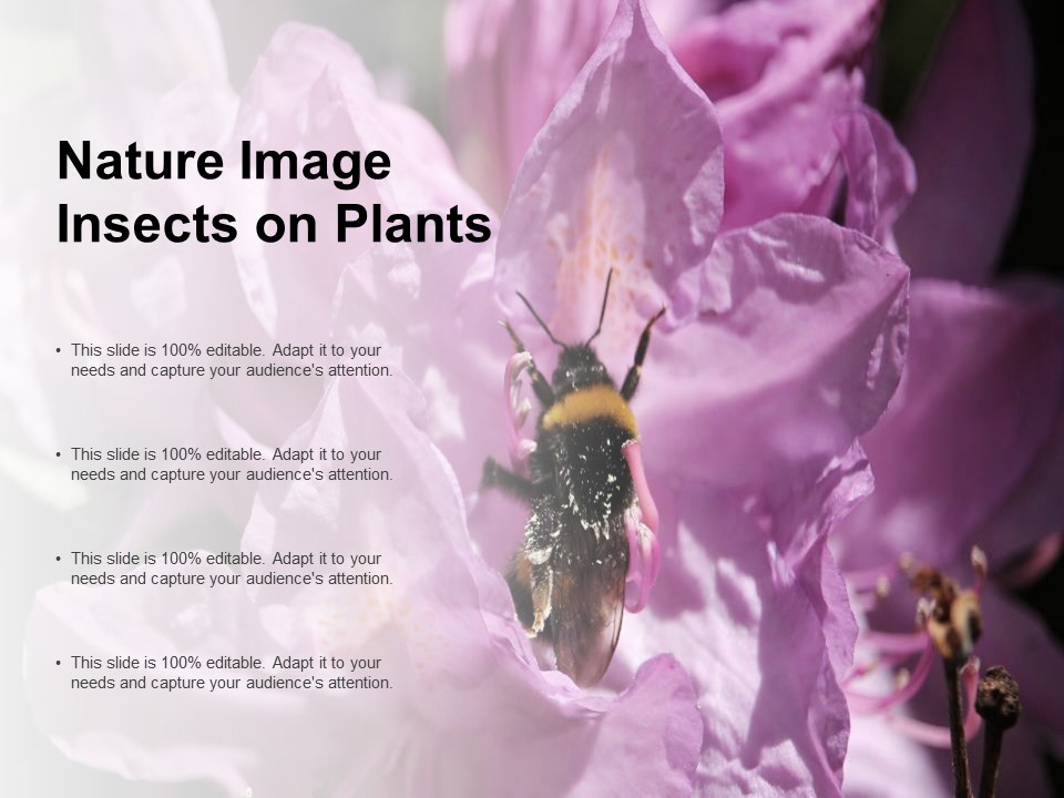 Nature Image Insects On Plants Ppt PowerPoint Presentation Styles Brochure