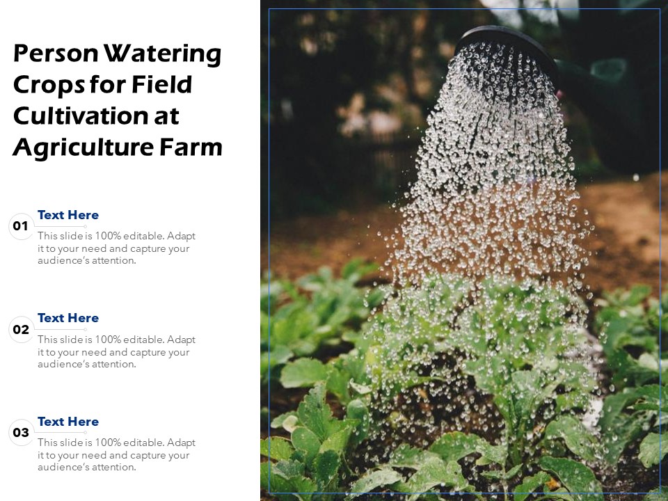 Person Watering Crops For Field Cultivation At Agriculture Farm Ppt PowerPoint Presentation Visual Aids Styles PDF
