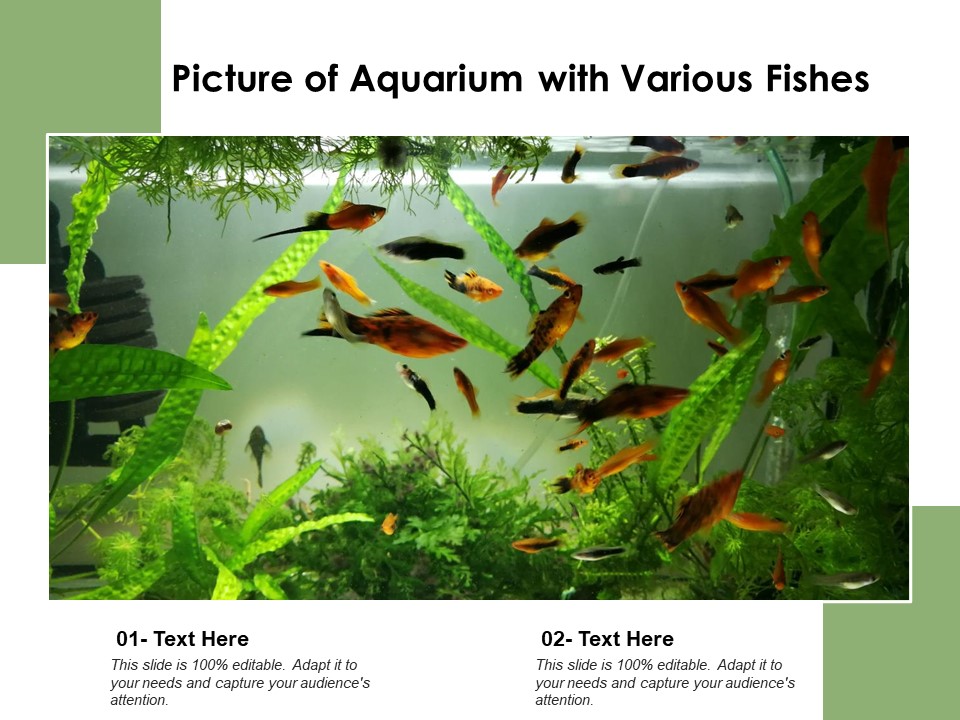 Picture Of Aquarium With Various Fishes Ppt PowerPoint Presentation Icon Infographic Template PDF