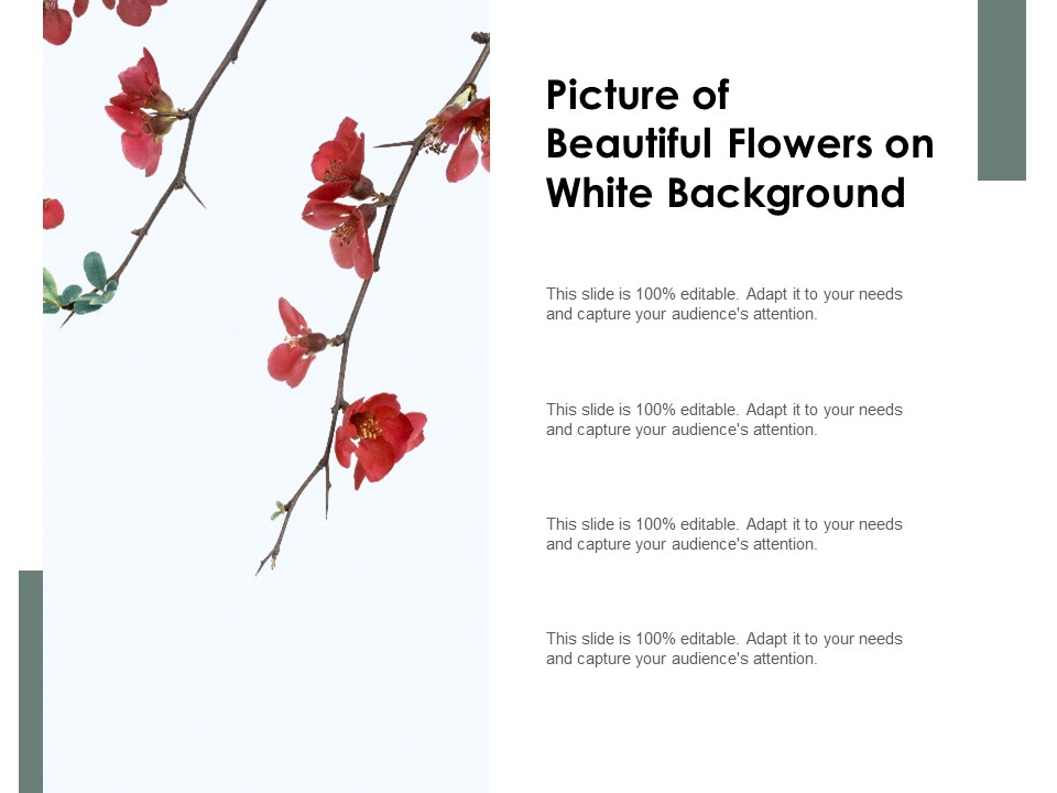 Picture Of Beautiful Flowers On White Background Ppt PowerPoint Presentation Inspiration Example