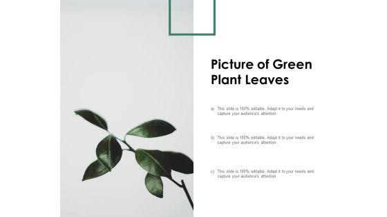 Picture Of Green Plant Leaves Ppt PowerPoint Presentation Model Background Images