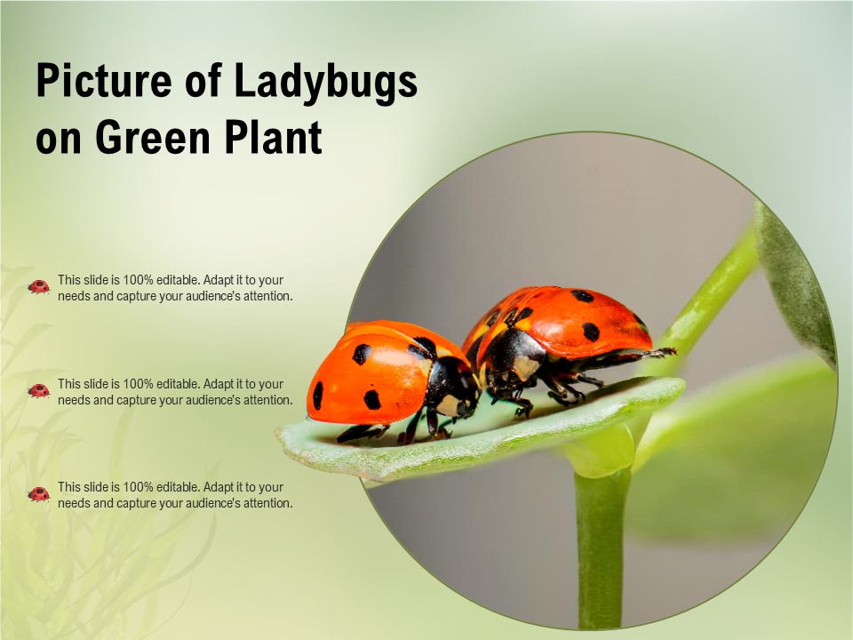 Picture Of Ladybugs On Green Plant Ppt PowerPoint Presentation Portfolio Sample PDF