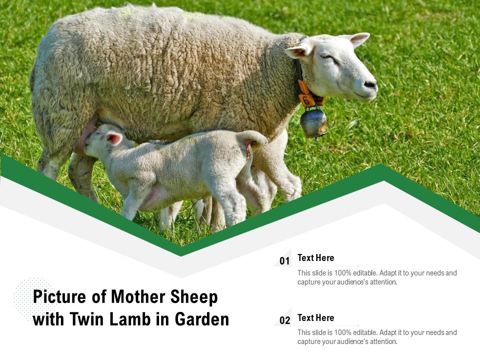 Picture Of Mother Sheep With Twin Lamb In Garden Ppt PowerPoint Presentation Gallery Skills PDF