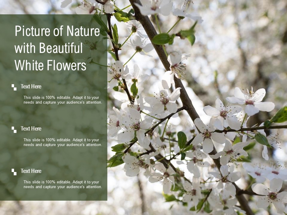 Picture Of Nature With Beautiful White Flowers Ppt PowerPoint Presentation Styles Graphics Template