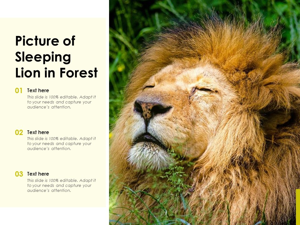 Picture Of Sleeping Lion In Forest Ppt PowerPoint Presentation File Structure PDF