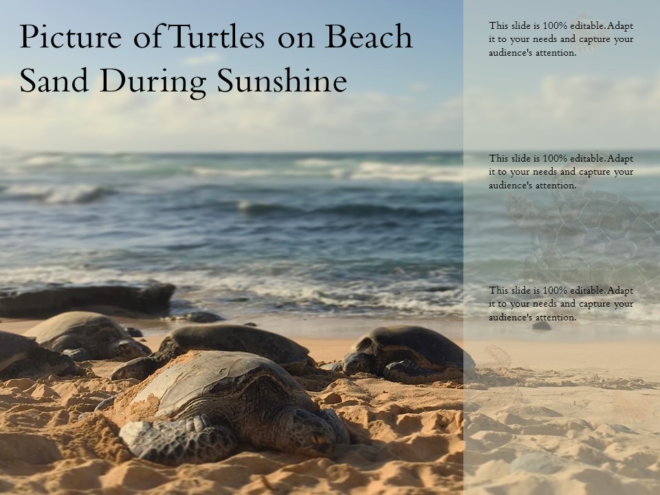 Picture Of Turtles On Beach Sand During Sunshine Ppt PowerPoint Presentation Styles Demonstration PDF