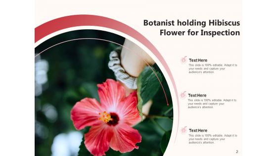 Rose Mallow Inspection Hibiscus Flower Ppt PowerPoint Presentation Complete Deck