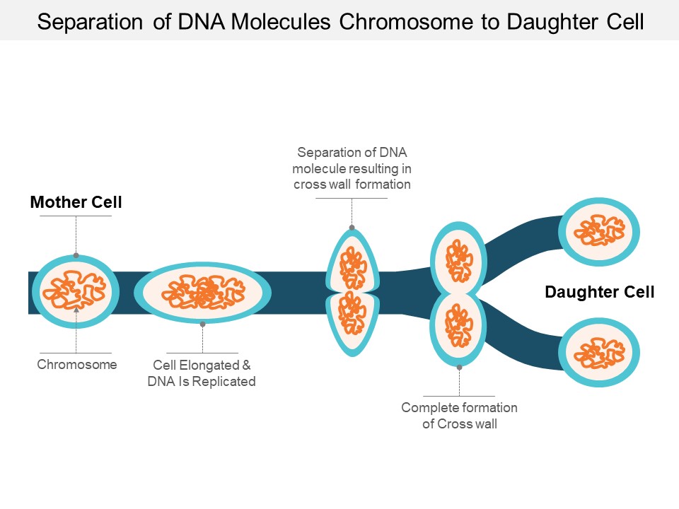 Separation Of Dna Molecules Chromosome To Daughter Cell Ppt PowerPoint Presentation Infographic Template Infographic Template