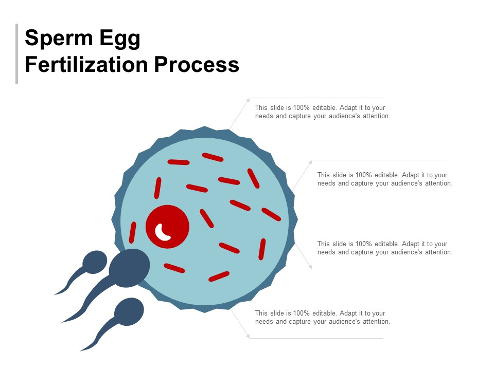 Sperm Egg Fertilization Process Ppt Powerpoint Presentation File Clipart