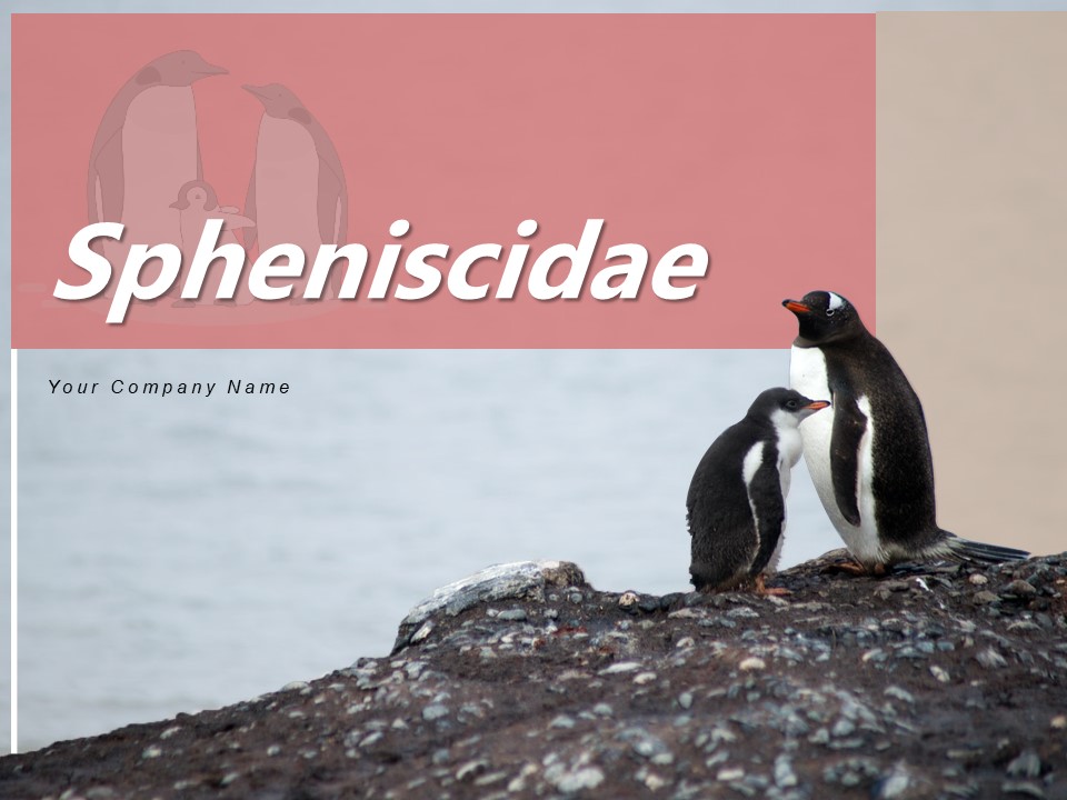 Spheniscidae Aquatic Animal Brown Penguin Ppt PowerPoint Presentation Complete Deck