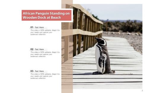 Spheniscidae Aquatic Animal Brown Penguin Ppt PowerPoint Presentation Complete Deck