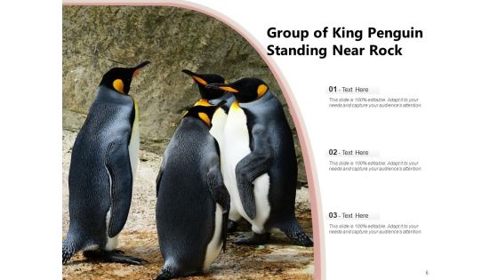 Spheniscidae Aquatic Animal Brown Penguin Ppt PowerPoint Presentation Complete Deck