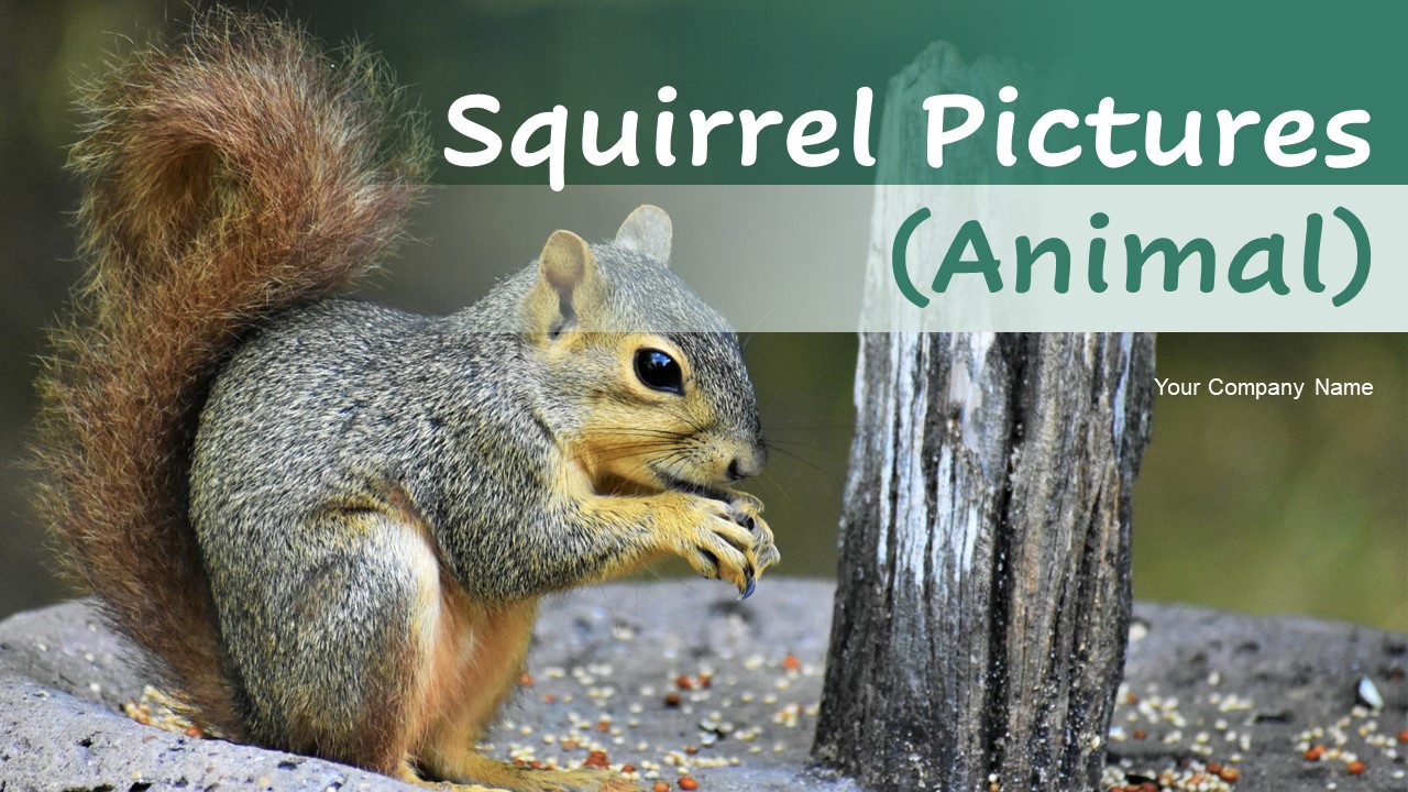 Squirrel Pictures Animal Ppt PowerPoint Presentation Complete Deck With Slides