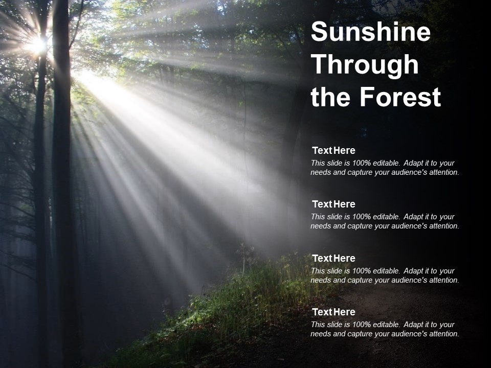 Sunshine Through The Forest Ppt Powerpoint Presentation Model Styles