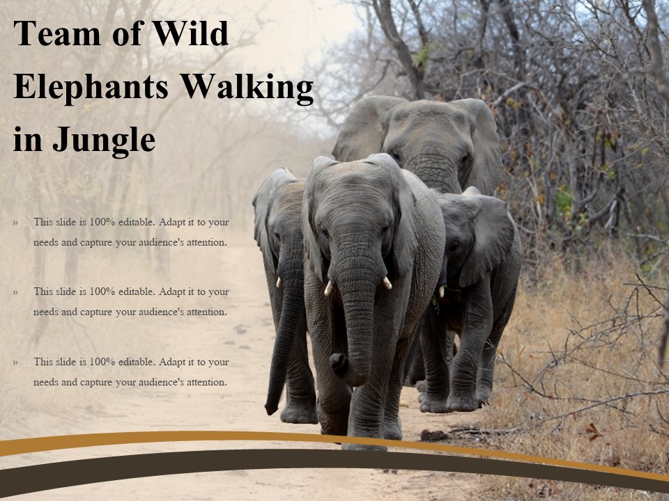 Team Of Wild Elephants Walking In Jungle Ppt PowerPoint Presentation Information PDF