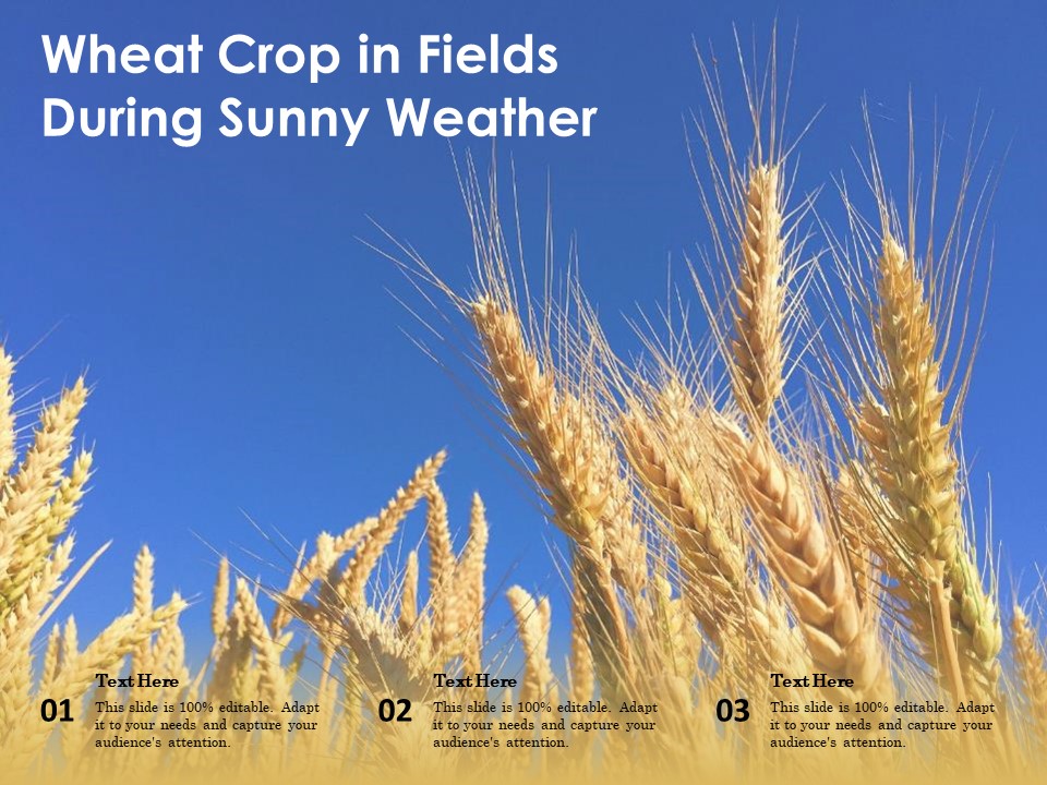 Wheat Crop In Fields During Sunny Weather Ppt PowerPoint Presentation File Example Introduction PDF