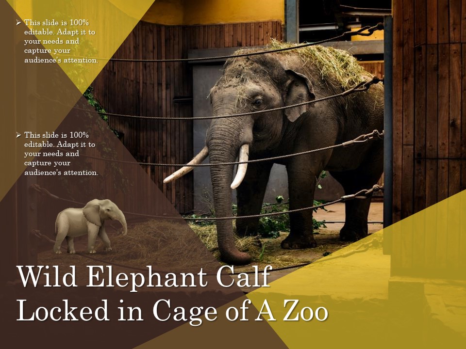 Wild Elephant Calf Locked In Cage Of A Zoo Ppt PowerPoint Presentation Model Slideshow PDF