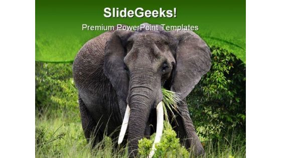 African Elephant Animals PowerPoint Backgrounds And Templates 0111