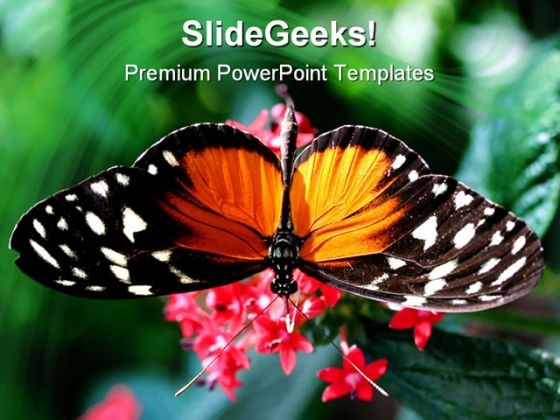 Amazing Close Up Butterfly Animals PowerPoint Templates And PowerPoint Backgrounds 0111