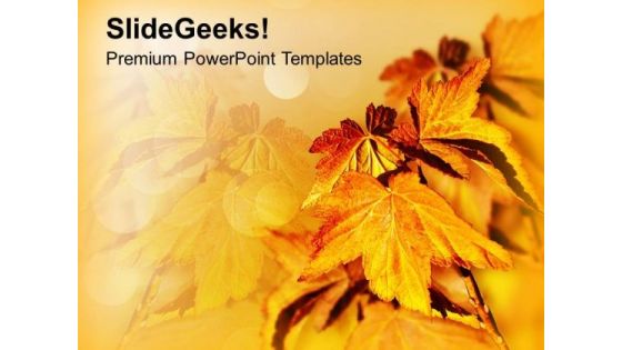 Autumn Leaves Background Beauty PowerPoint Templates Ppt Backgrounds For Slides 0213