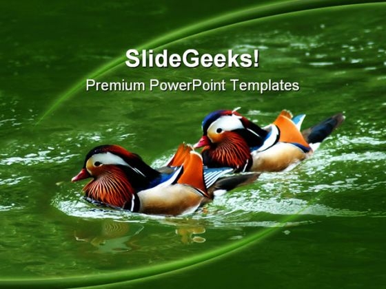 Awesome Colored Ducks Animals PowerPoint Templates And PowerPoint Backgrounds 0211