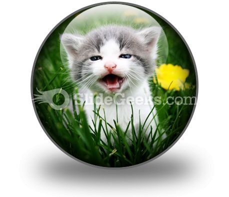 Baby Cat PowerPoint Icon C