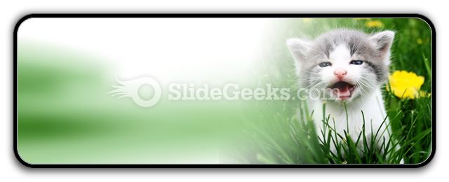Baby Cat PowerPoint Icon R