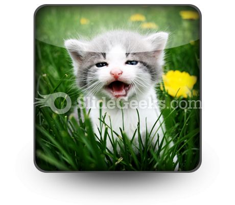 Baby Cat PowerPoint Icon S
