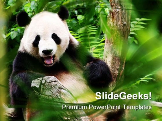 Bear Animals PowerPoint Templates And PowerPoint Backgrounds 0111