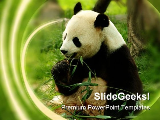 Bear Animals PowerPoint Themes And PowerPoint Slides 0211