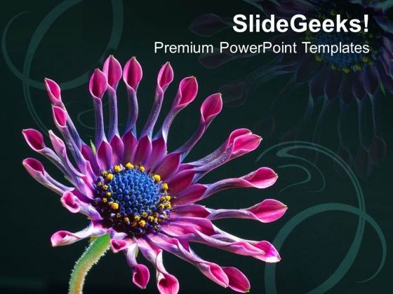 Beautiful Abstract Background Daisy Flower PowerPoint Templates Ppt Backgrounds For Slides 0413