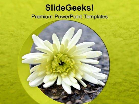 Beautiful Flower For Decoration PowerPoint Templates Ppt Backgrounds For Slides 0313