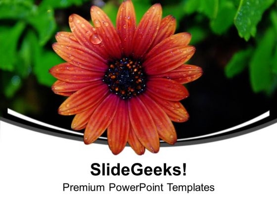 Beauty Of Nature Flowers PowerPoint Templates Ppt Backgrounds For Slides 0313