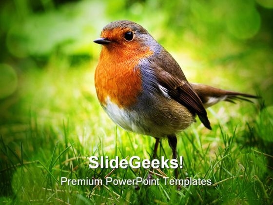 Bird Animals PowerPoint Backgrounds And Templates 0111