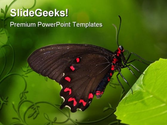Black Swallowtail Butterfly Animals PowerPoint Templates And PowerPoint Backgrounds 0211