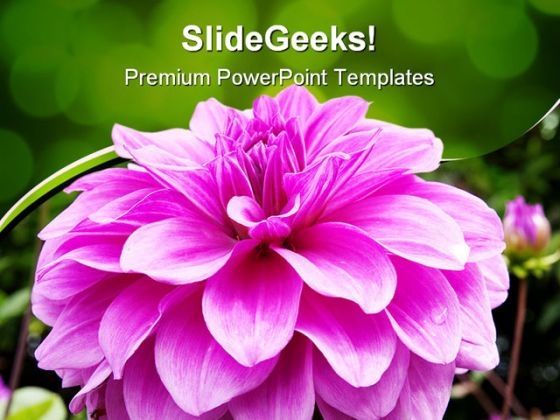 Bloom Beauty PowerPoint Templates And PowerPoint Backgrounds 0211